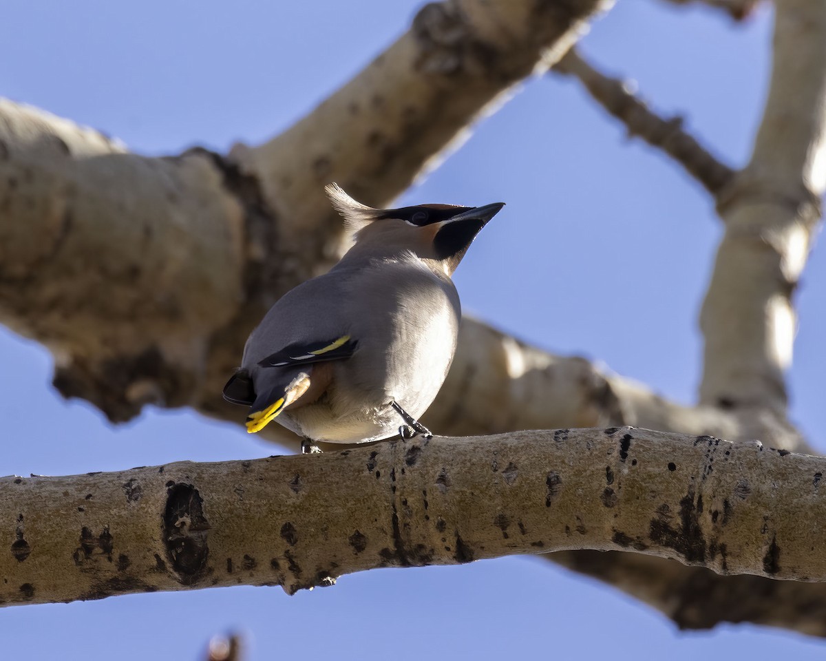 Bohemian Waxwing - ML325729781