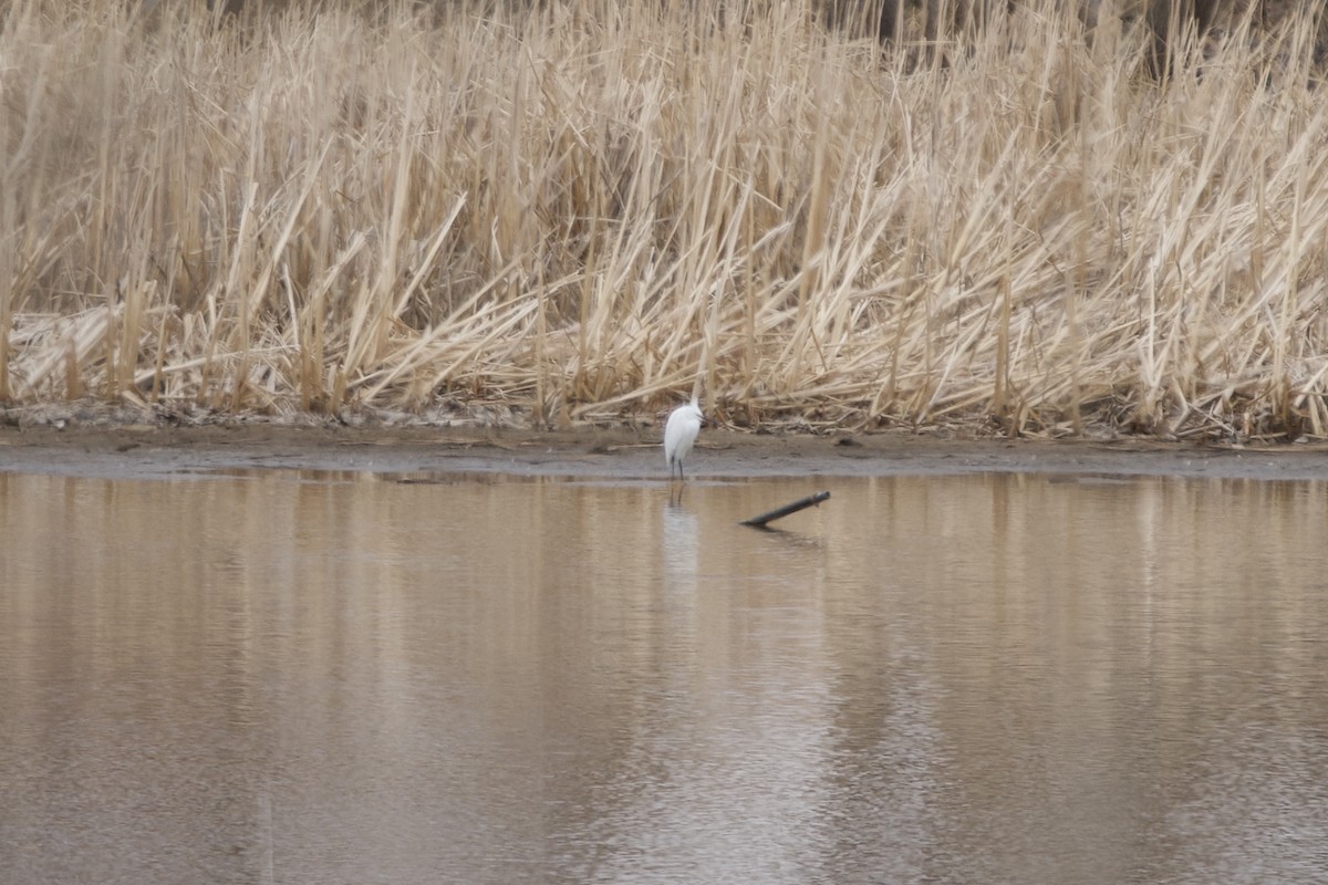 Snowy Egret - ML325729951