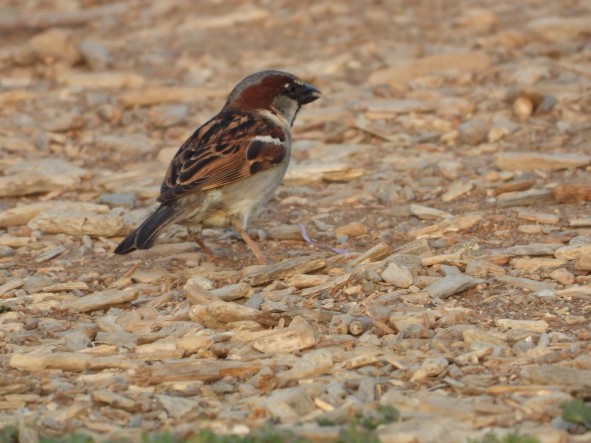 Оронгийн бор шувуу - ML325730351