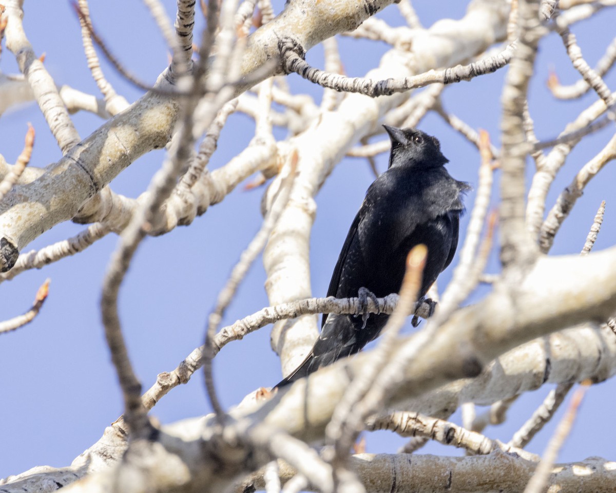 Red-winged Blackbird (Red-winged) - ML325732491