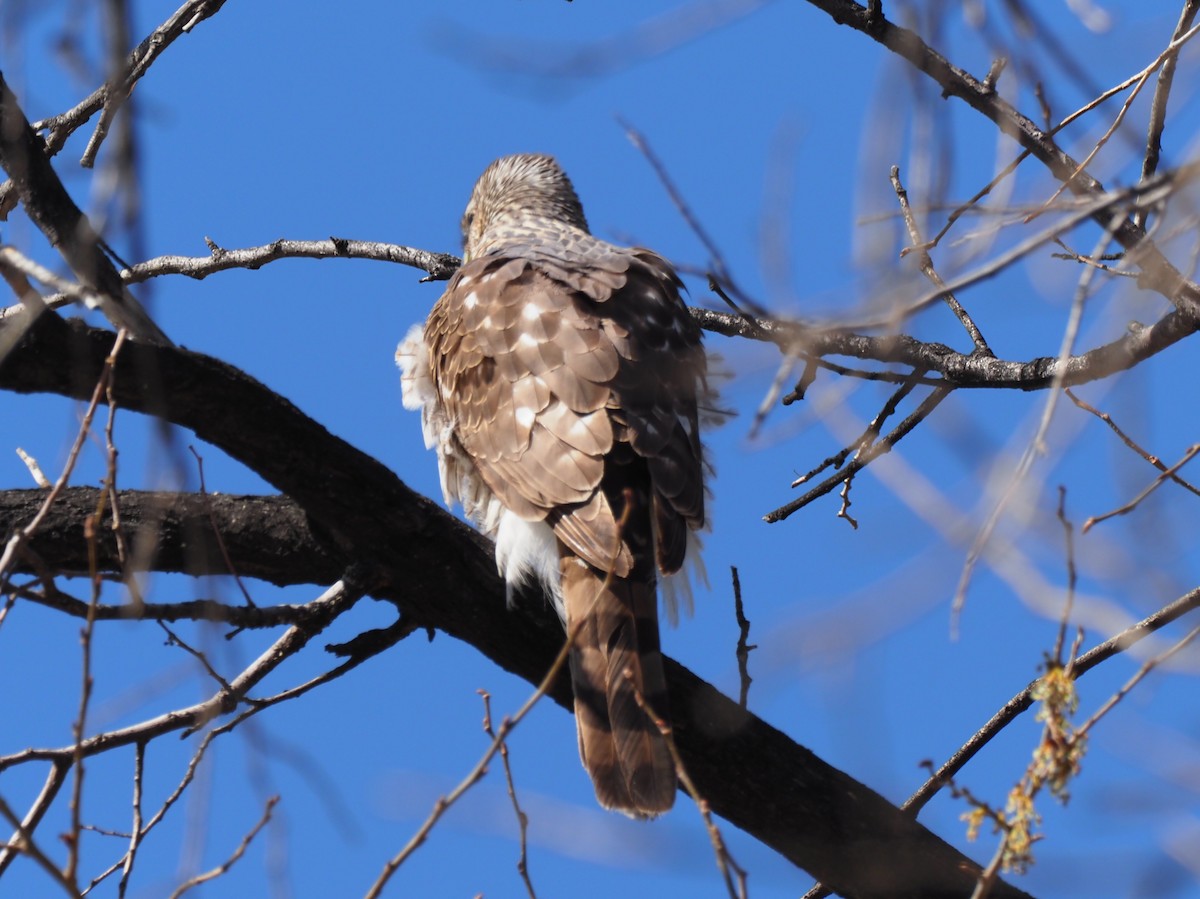 Cooper's Hawk - ML325732891