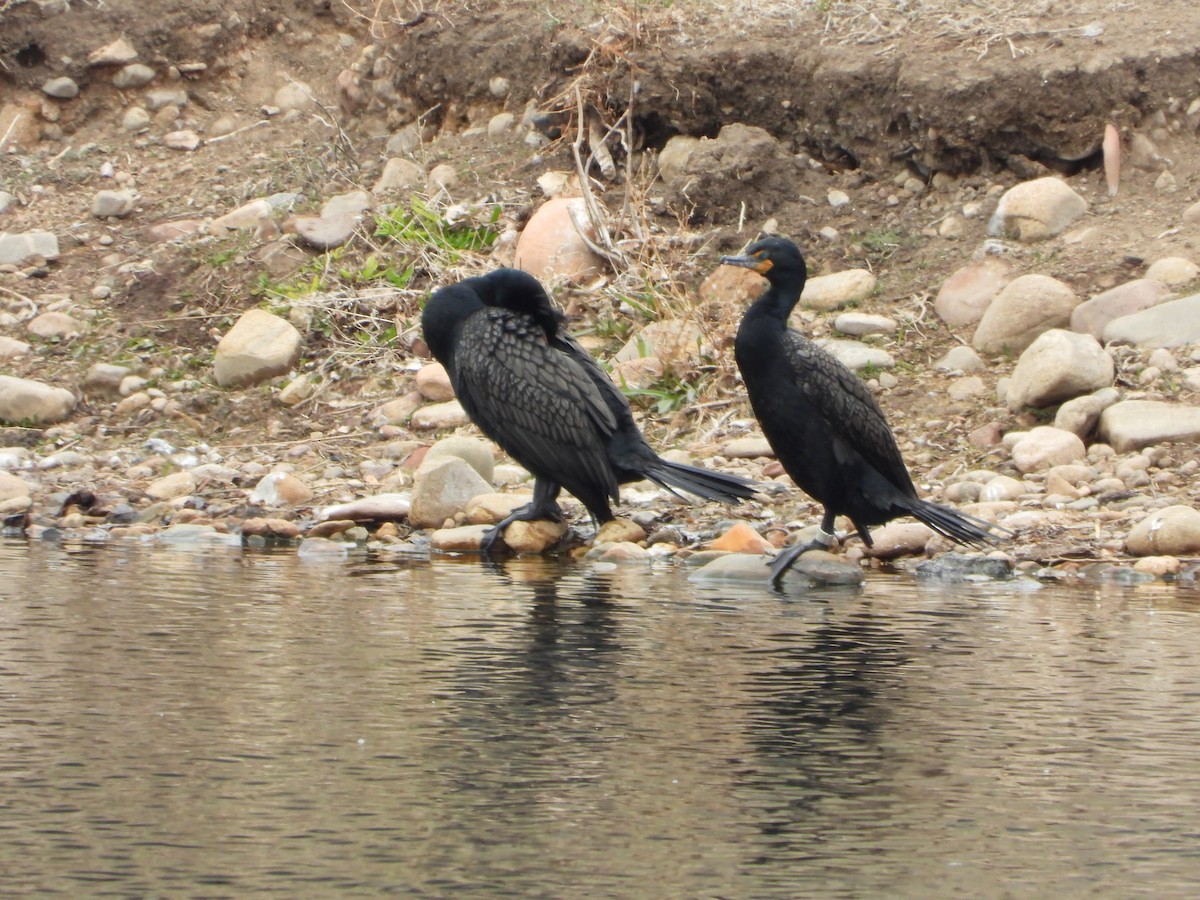 Double-crested Cormorant - ML325734441