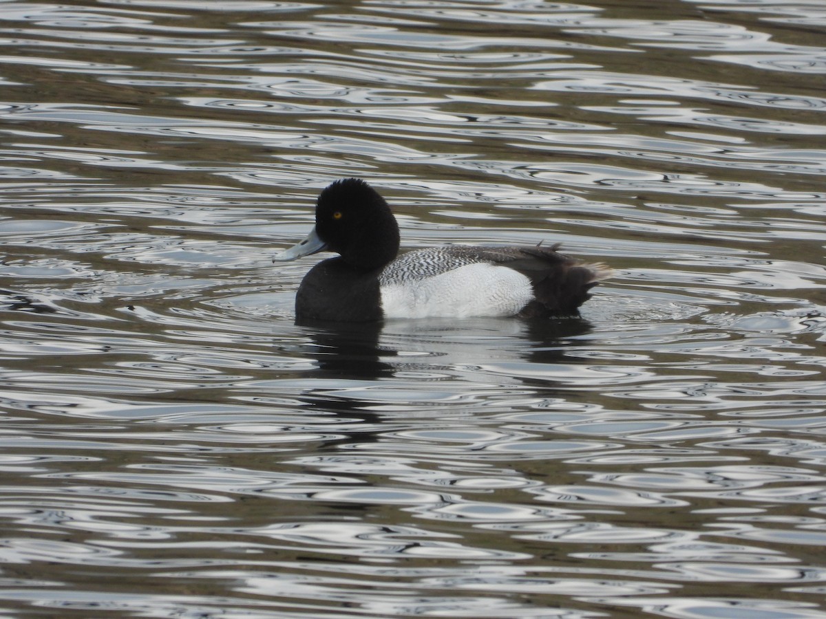 Lesser Scaup - ML325734931