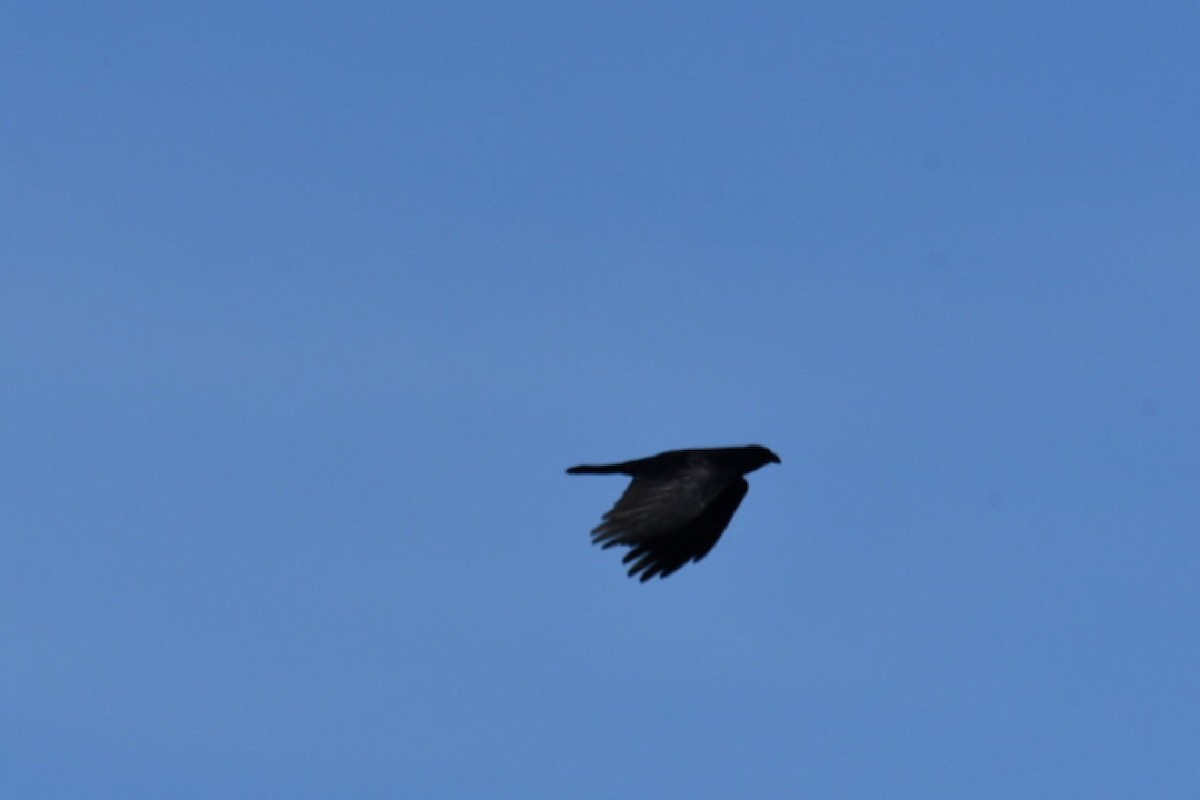 American Crow - ML325735711