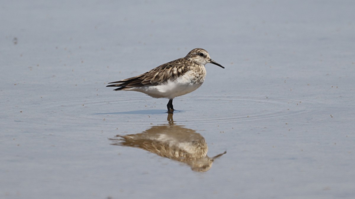 Baird's Sandpiper - ML325738041