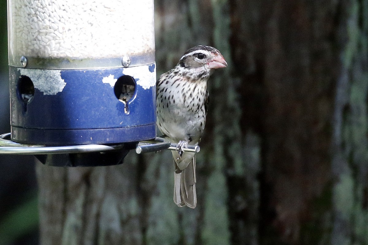 Rose-breasted Grosbeak - ML325738141