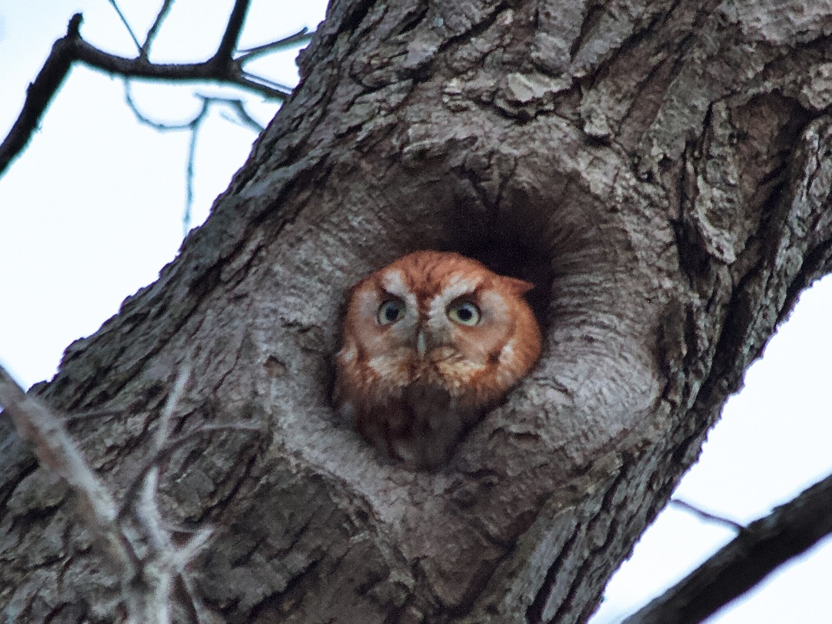 Eastern Screech-Owl - ML325742371