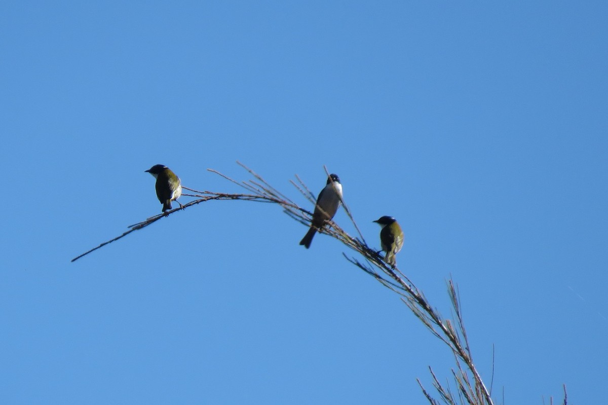 White-naped Honeyeater - ML325745521