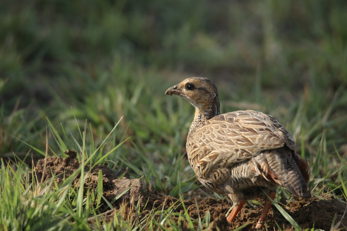 Black Francolin - Tosh Vids