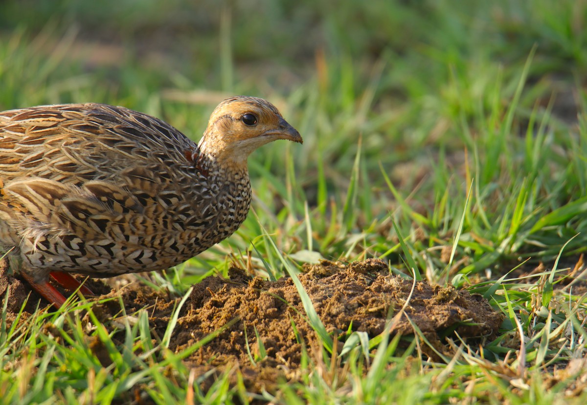 Black Francolin - Tosh Vids