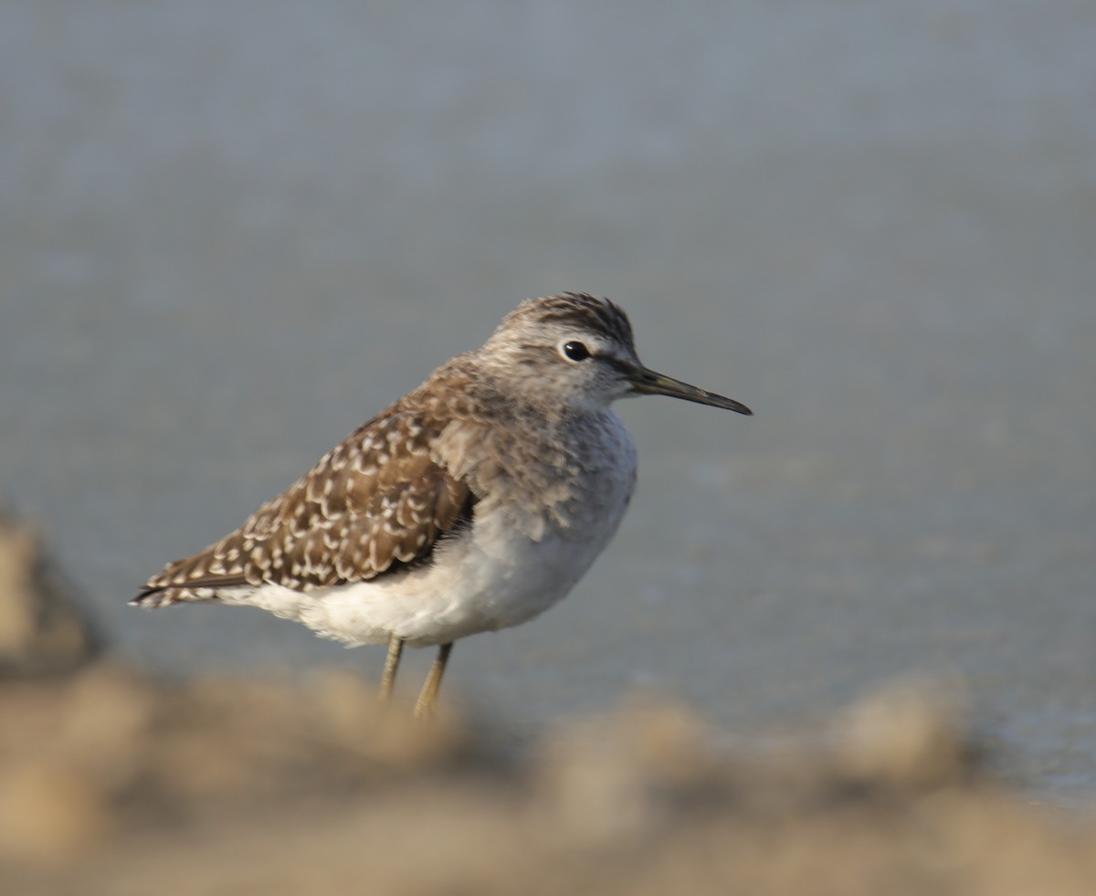 Wood Sandpiper - Tosh Vids