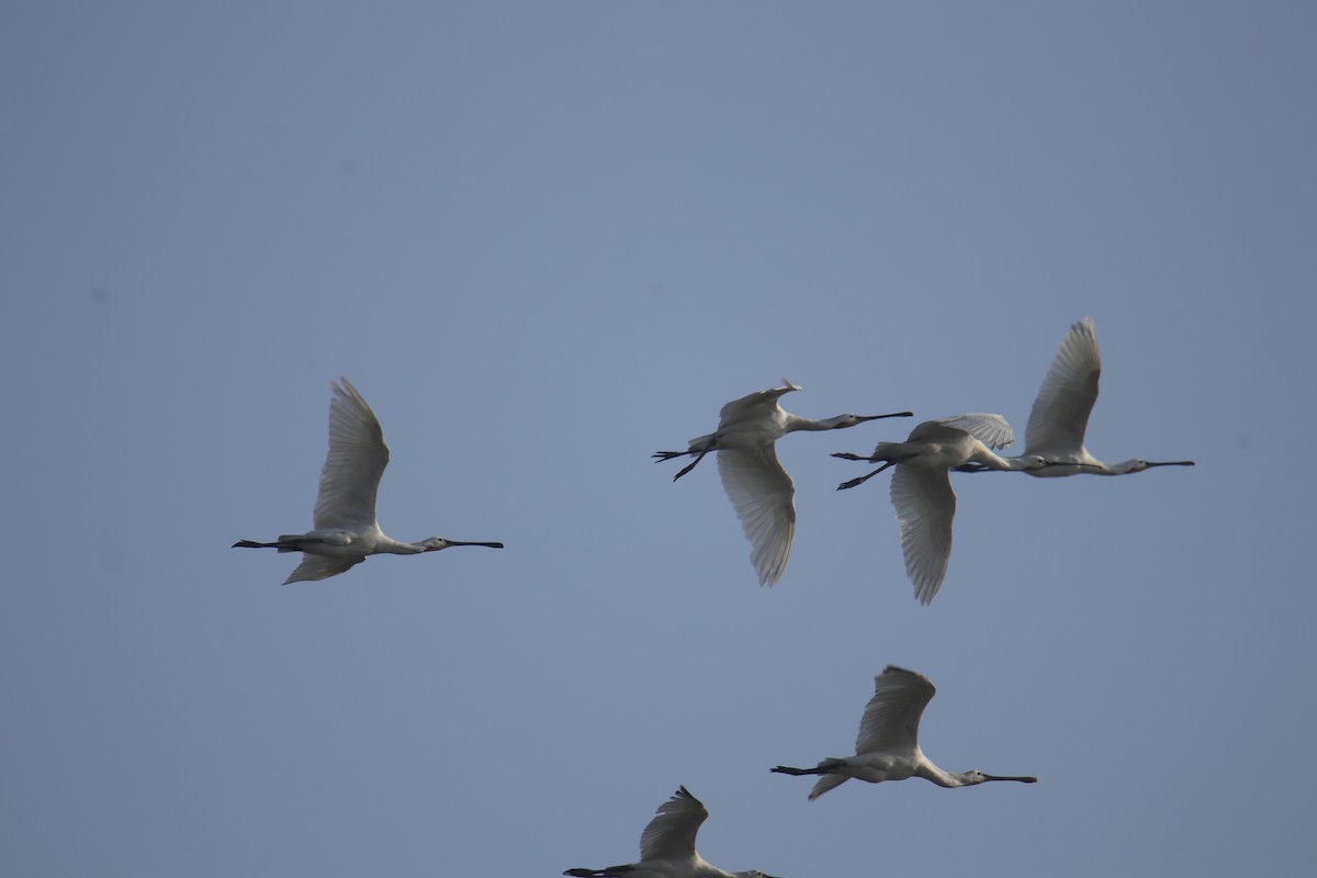 Eurasian Spoonbill - ML325746561