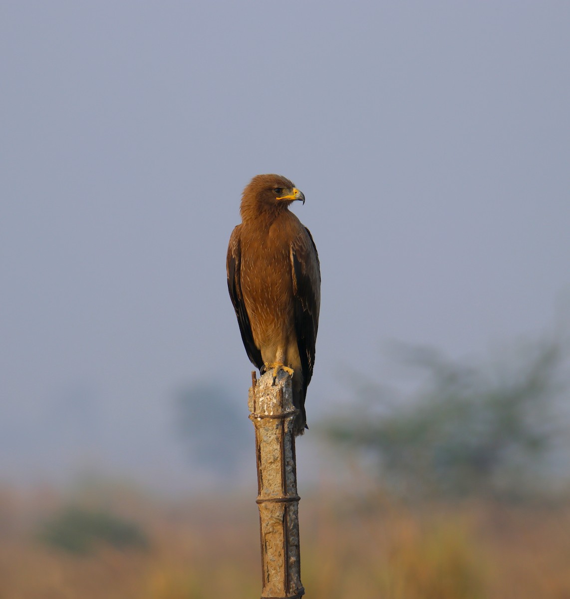 Indian Spotted Eagle - ML325746671