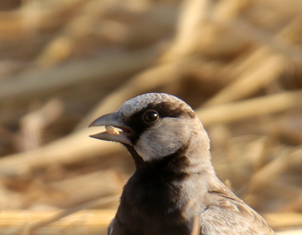 Ashy-crowned Sparrow-Lark - Tosh Vids