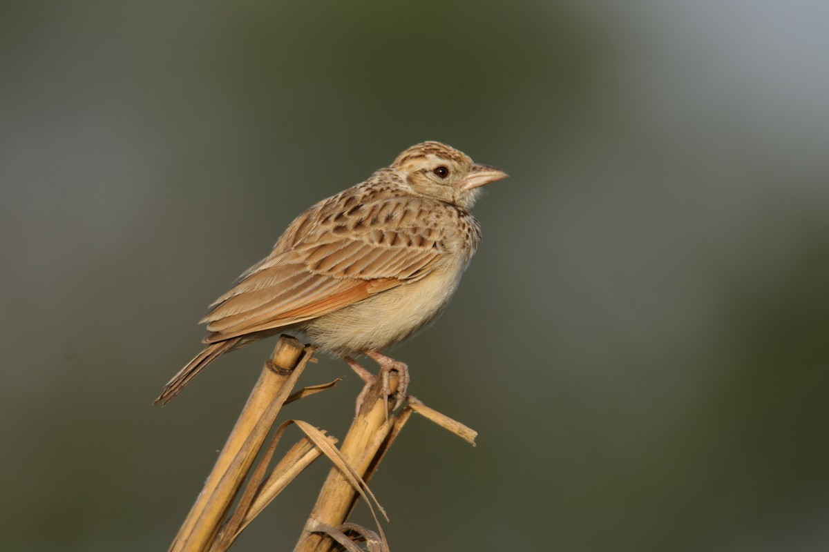 Indian Bushlark - ML325746941