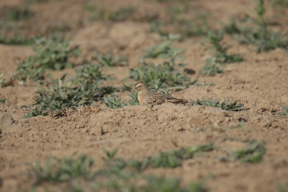 Greater/Mongolian Short-toed Lark - Tosh Vids