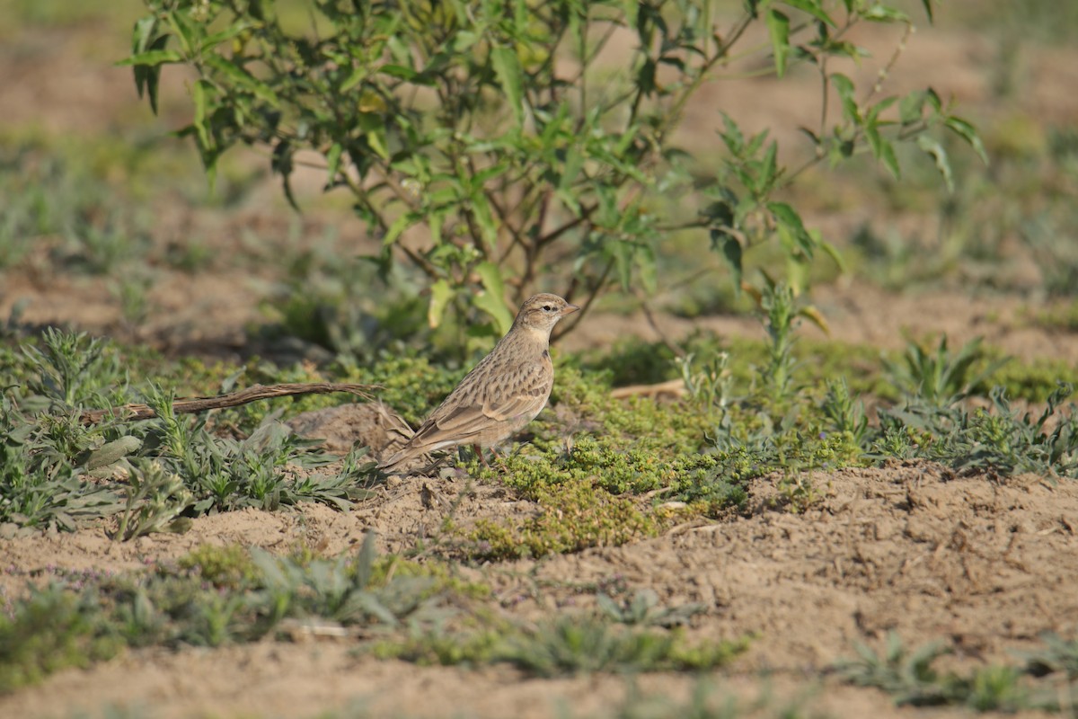 Greater/Mongolian Short-toed Lark - ML325747001