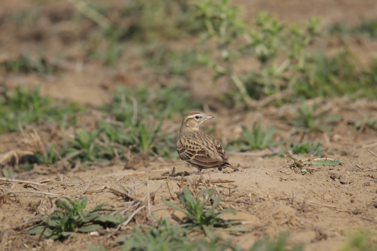 Greater/Mongolian Short-toed Lark - ML325747021