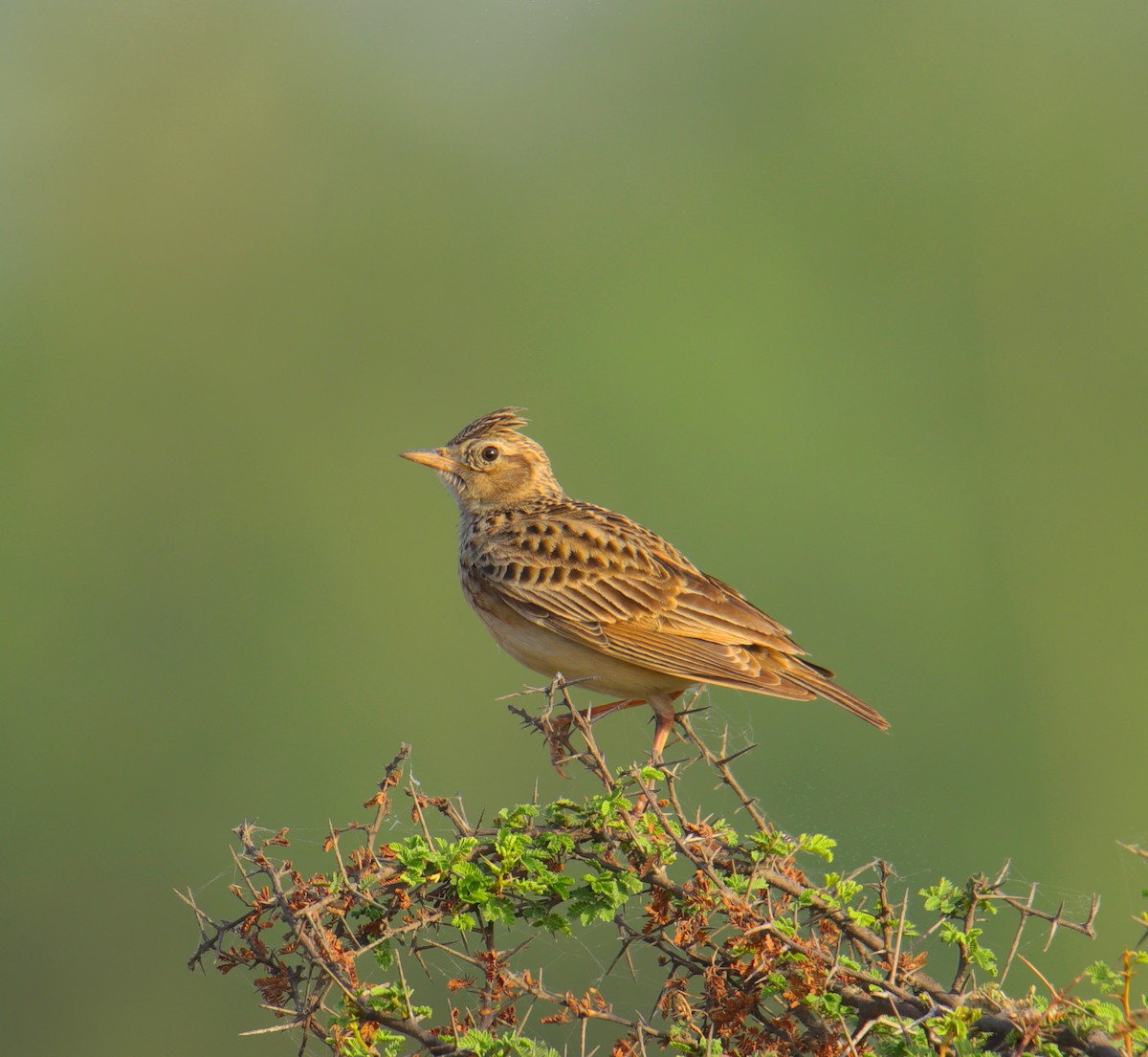 Crested Lark - Tosh Vids