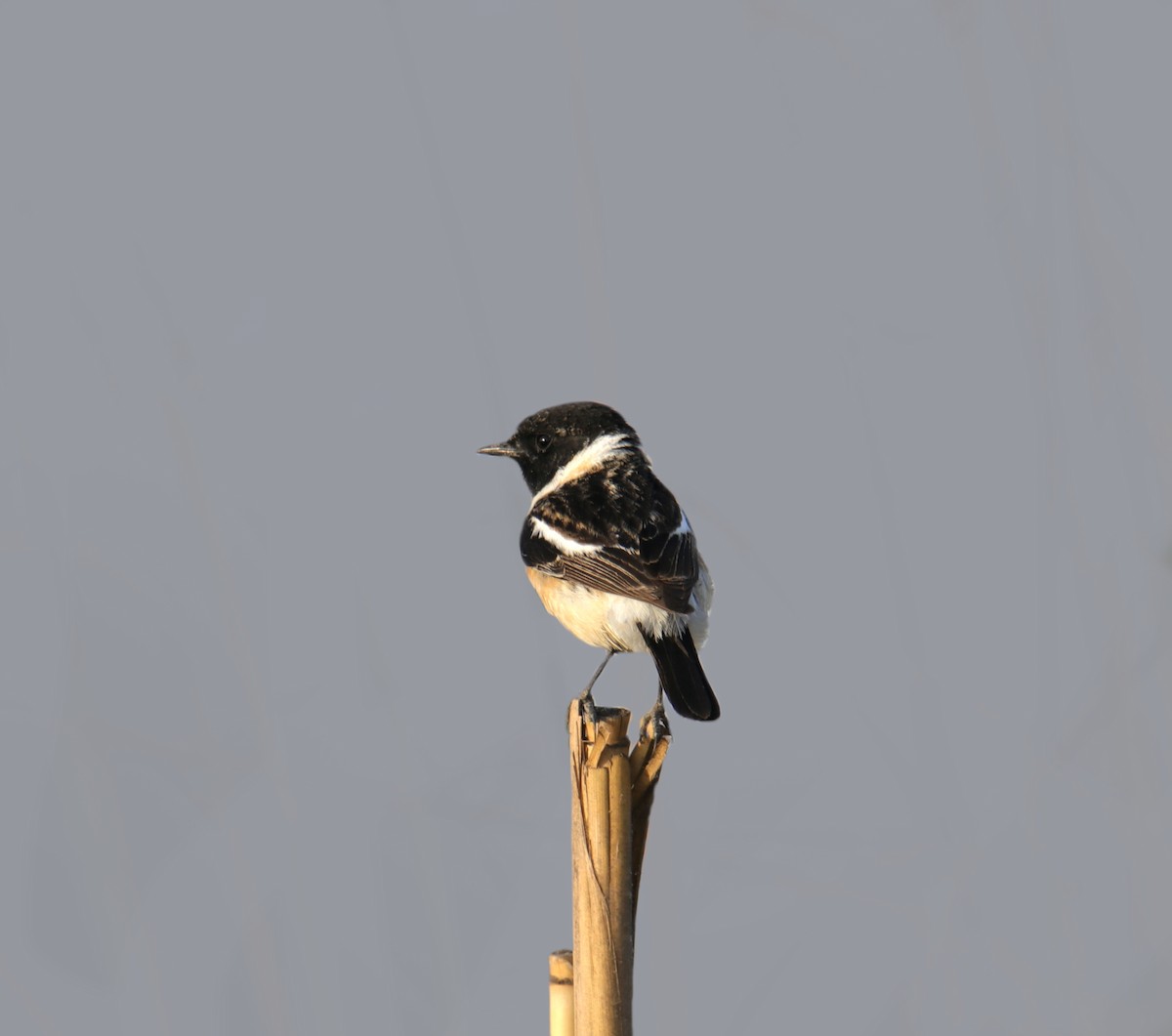 Siberian Stonechat - ML325747131