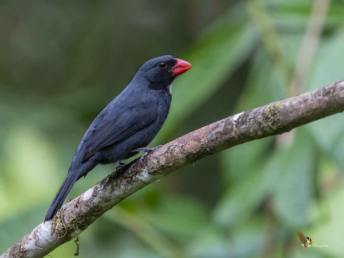 Slate-colored Grosbeak - Fernando Burgalin Sequeria