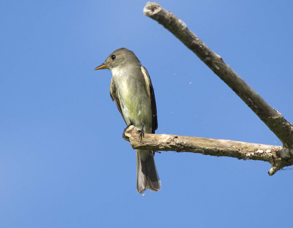 Eastern Wood-Pewee - ML325749051
