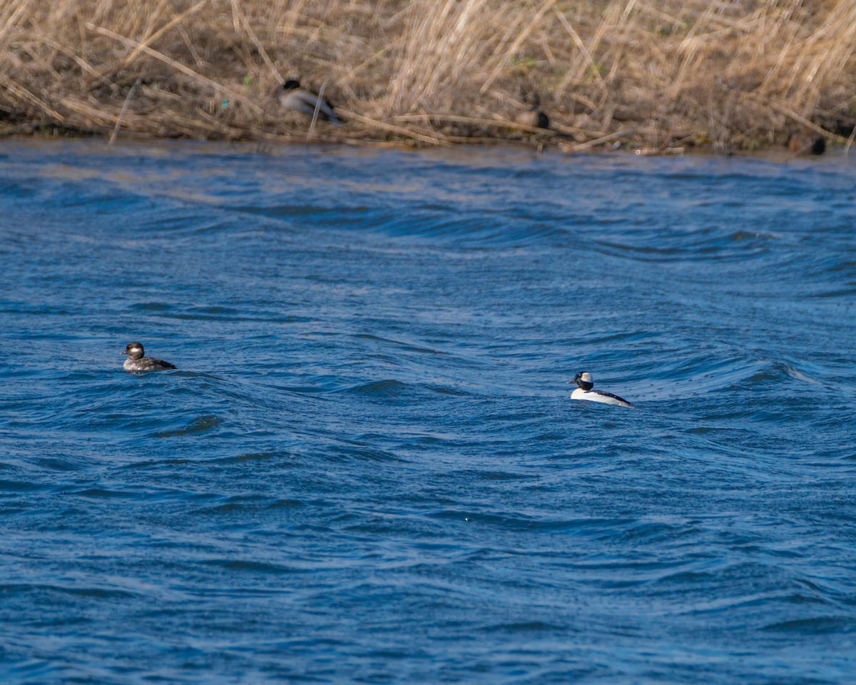 Bufflehead - Dori Eldridge