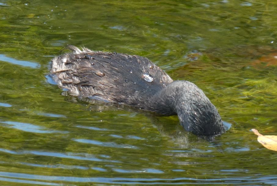 Least Grebe - ML325750491