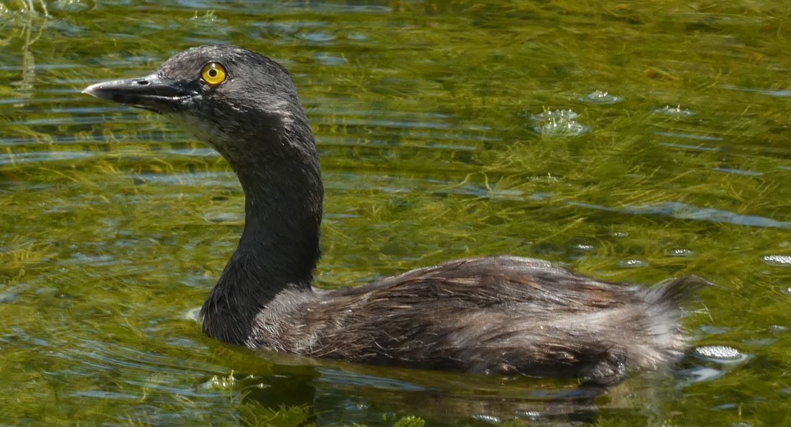 Least Grebe - ML325750691