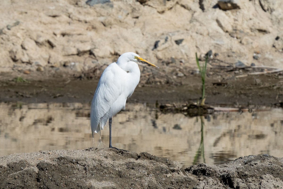 Great Egret - ML325751401