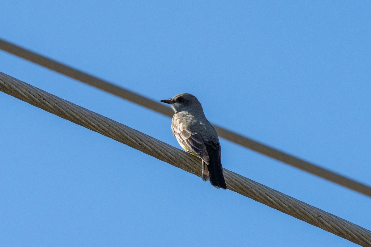 Cassin's Kingbird - Andrea C