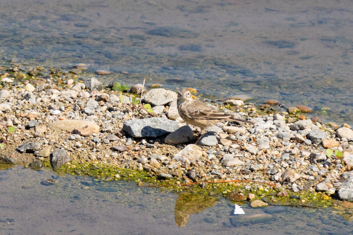 Pipit d'Amérique - ML325752011