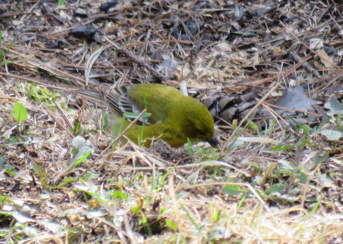 Pine Warbler - ML325752211