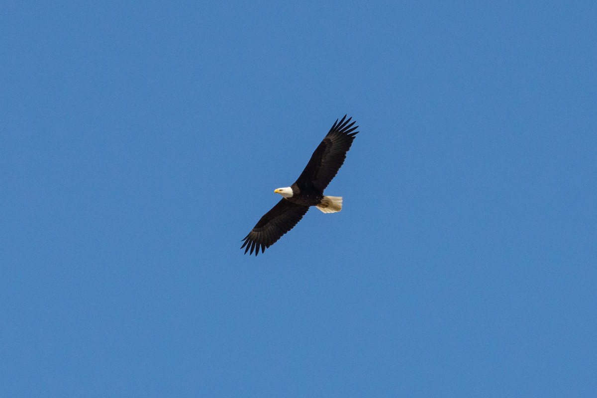 Bald Eagle - Andrea C