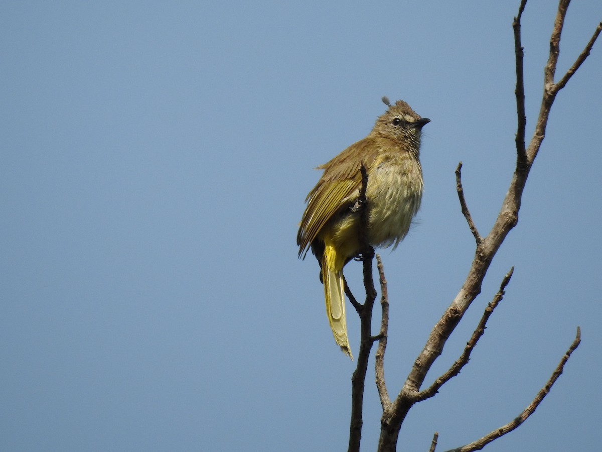 Flavescent Bulbul - ML325753761