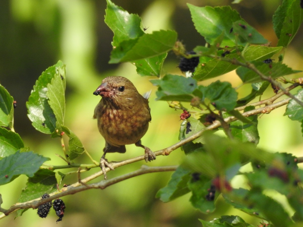 Common Rosefinch - ML325753901