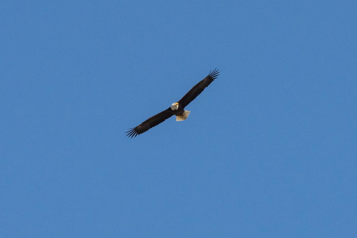 Bald Eagle - ML325753941