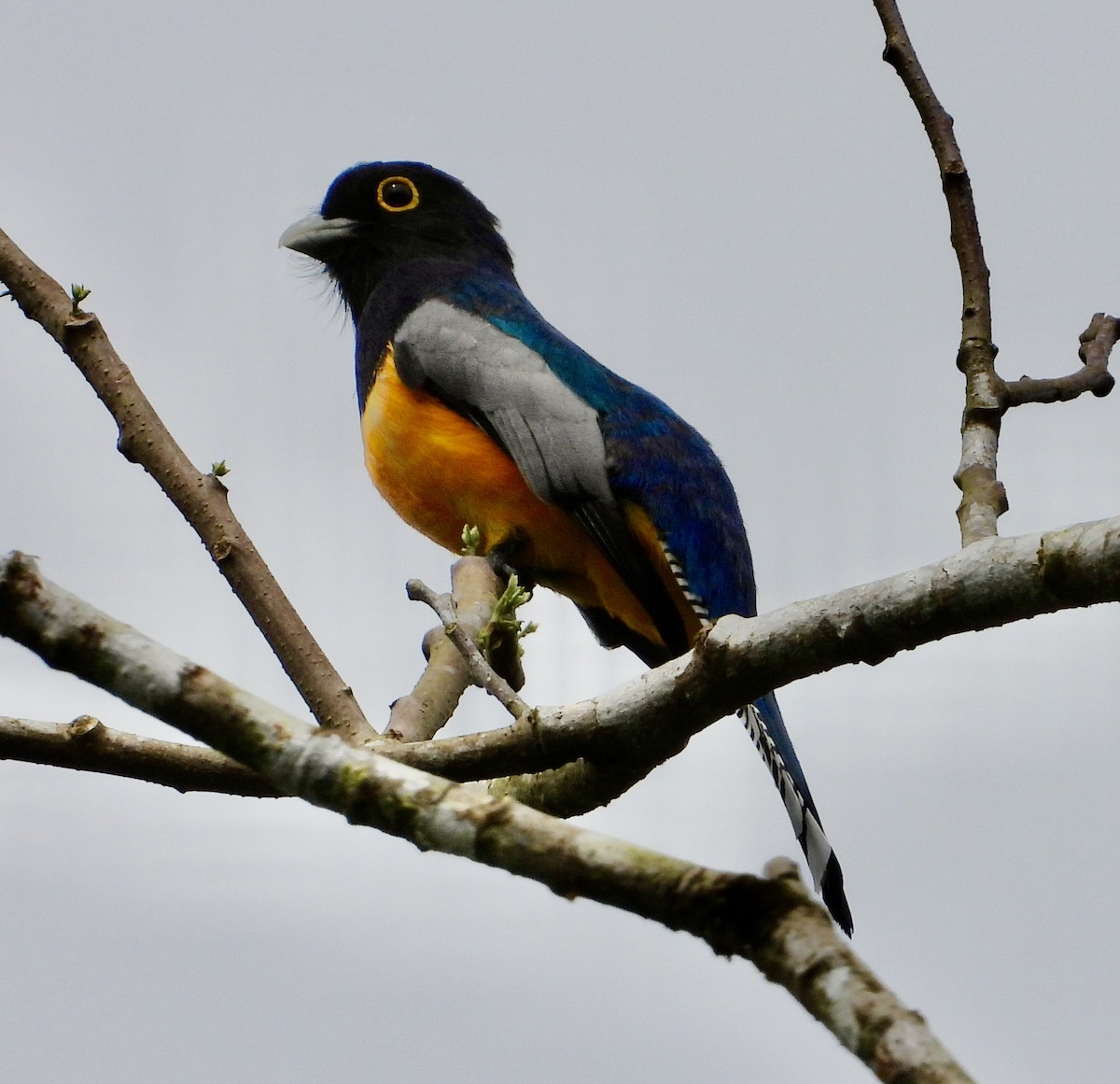 Gartered Trogon - ML325754471