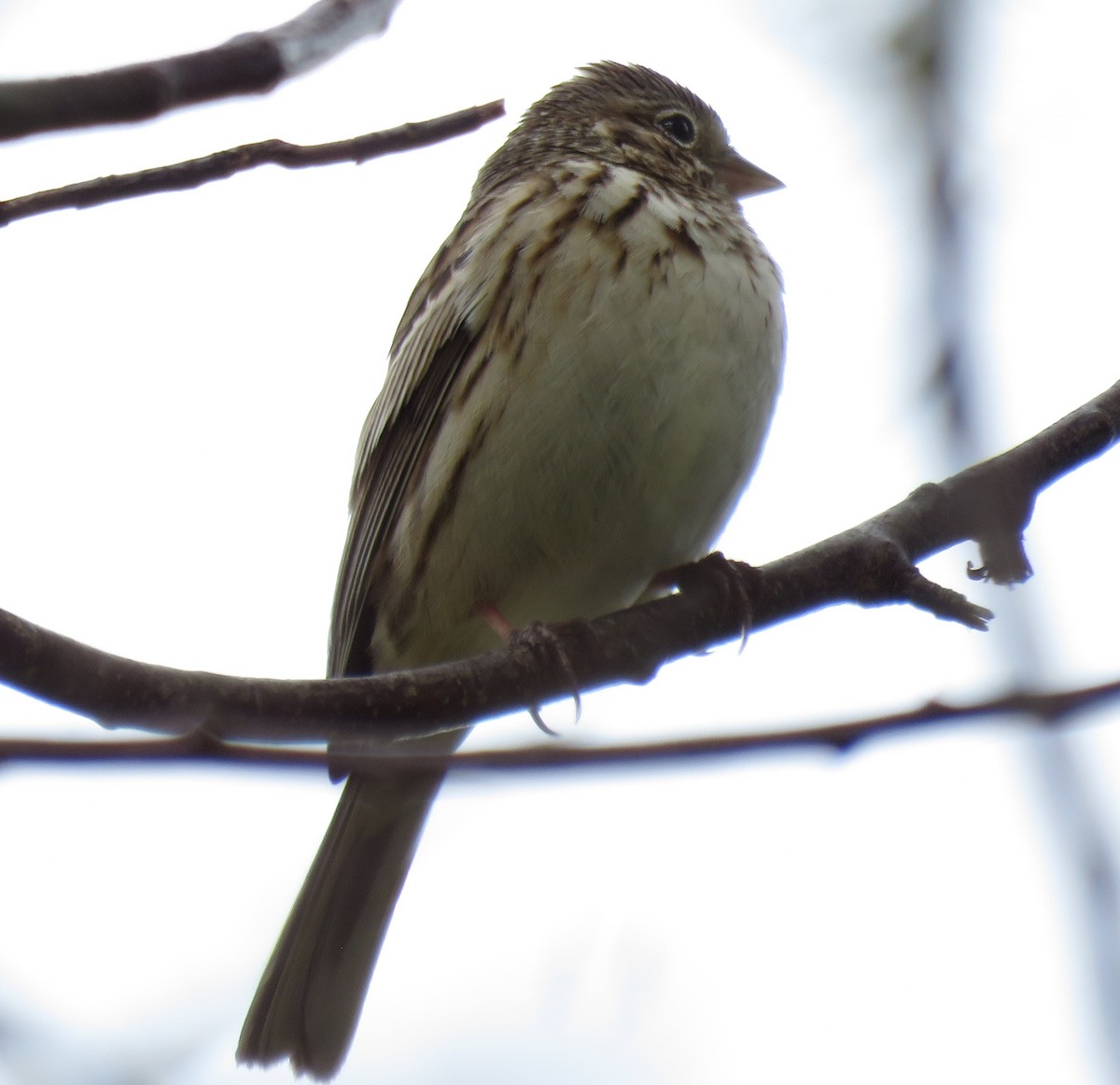 Vesper Sparrow - ML325754671
