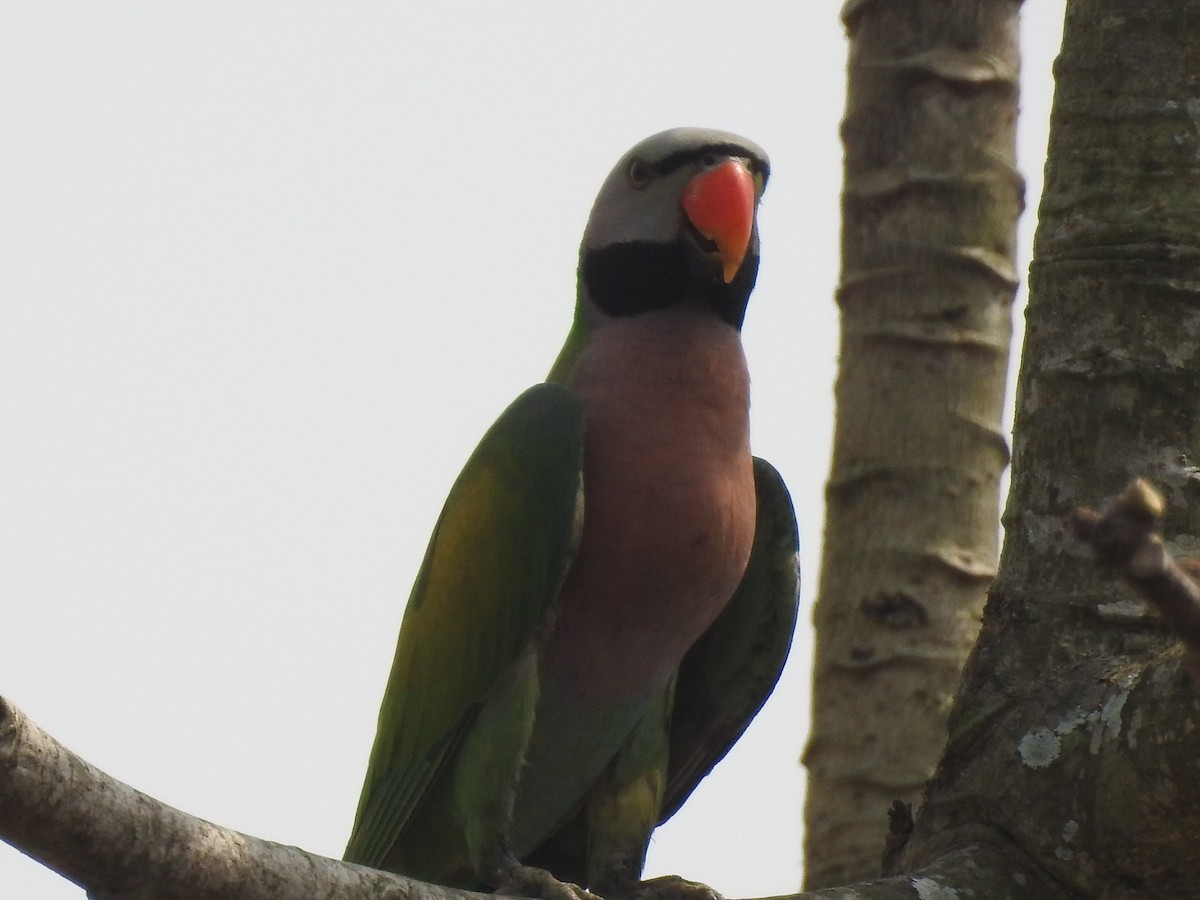 Red-breasted Parakeet - Pravir Deshmukh