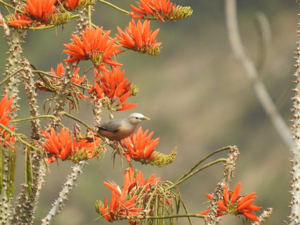 Chestnut-tailed Starling - ML325755331