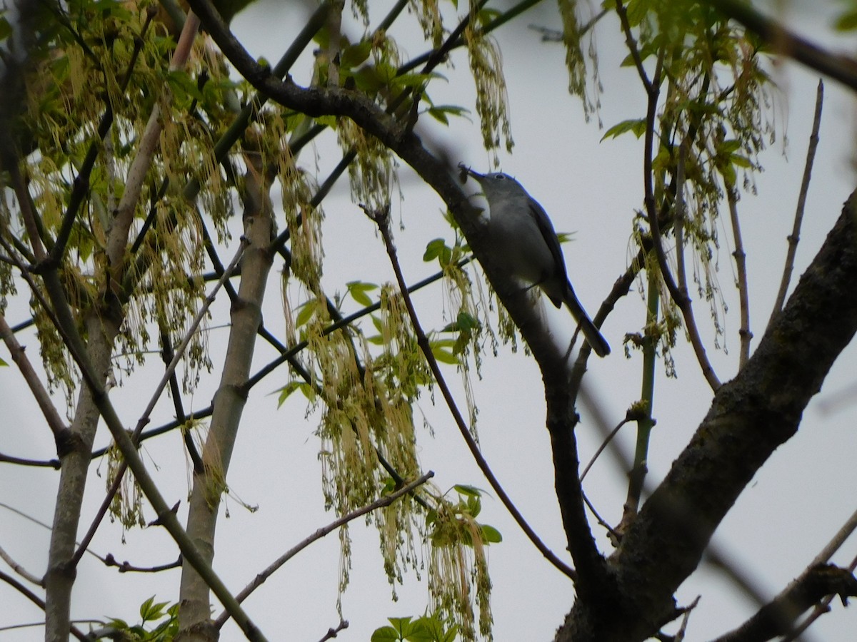 Blue-gray Gnatcatcher - ML325757121