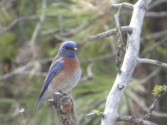 Western Bluebird - Will Merg