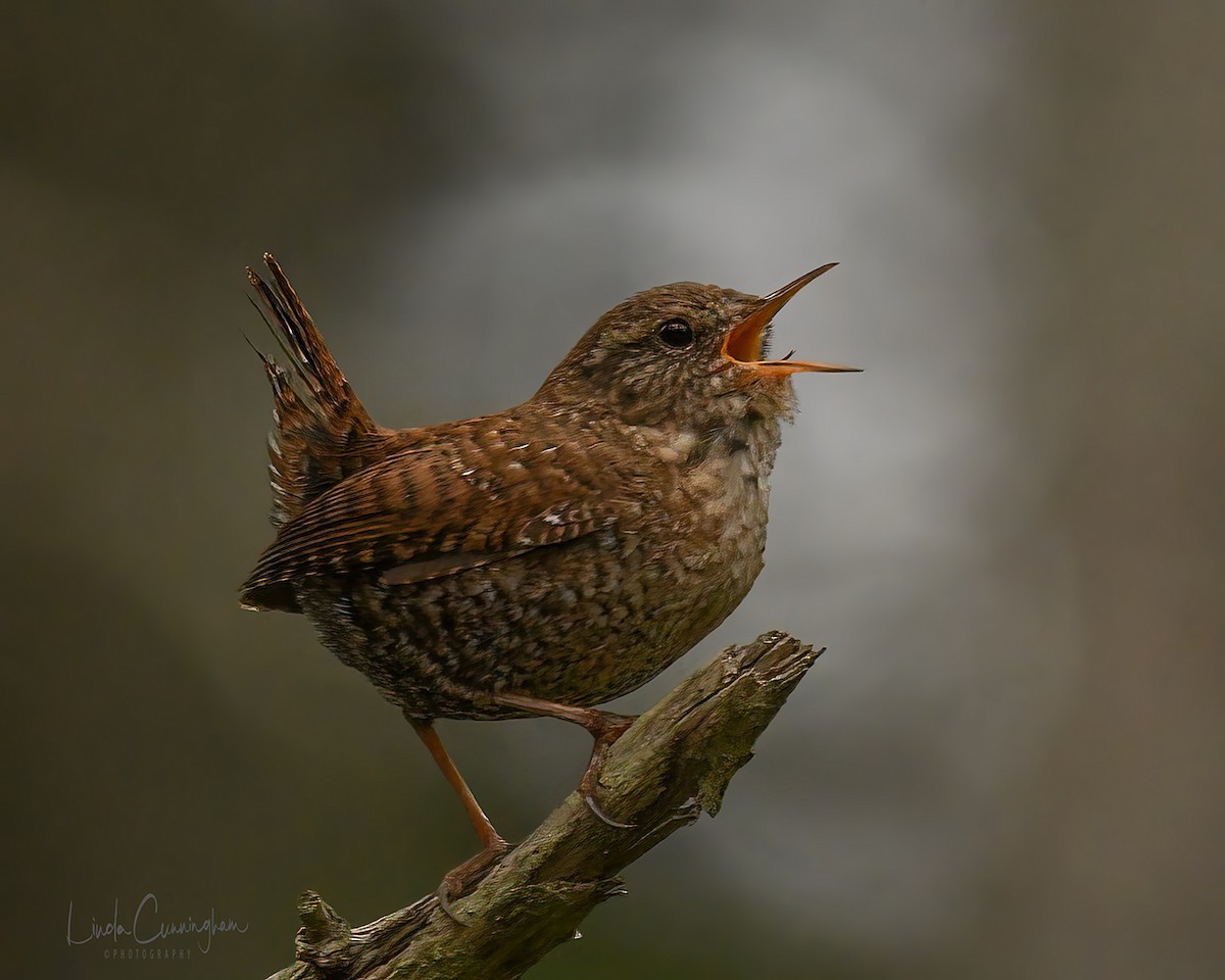 Winter Wren - ML325759731