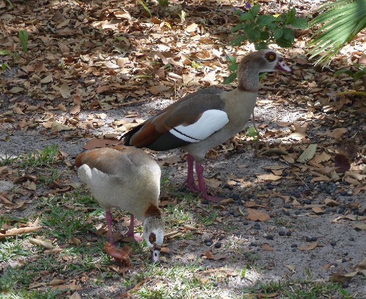 Egyptian Goose - ML325760001