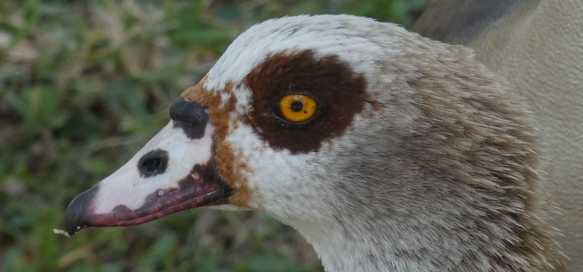 Egyptian Goose - ML325760121