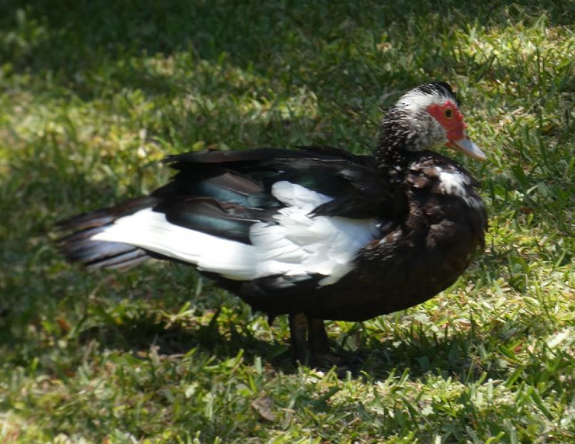 Muscovy Duck (Domestic type) - ML325760151