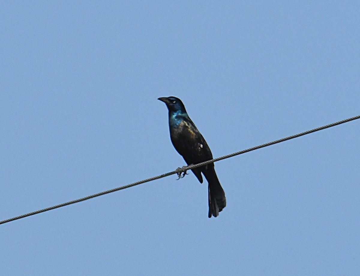 Common Grackle - ML325760221