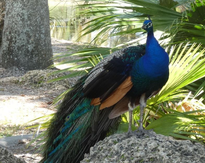 Indian Peafowl - ML325760571