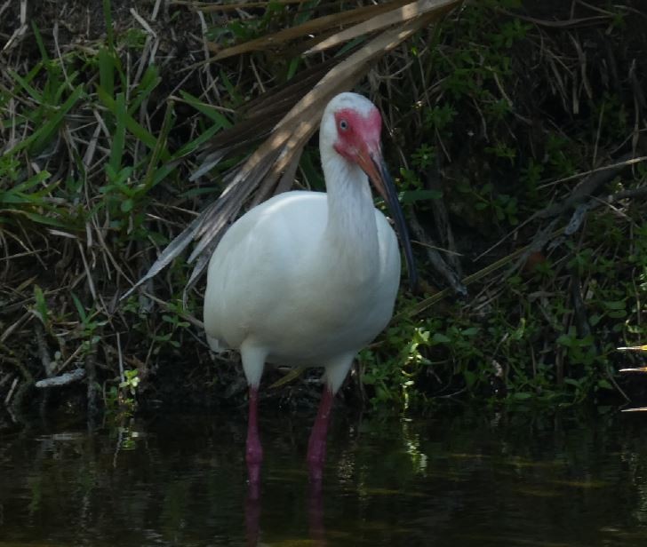 ibis bílý - ML325760861
